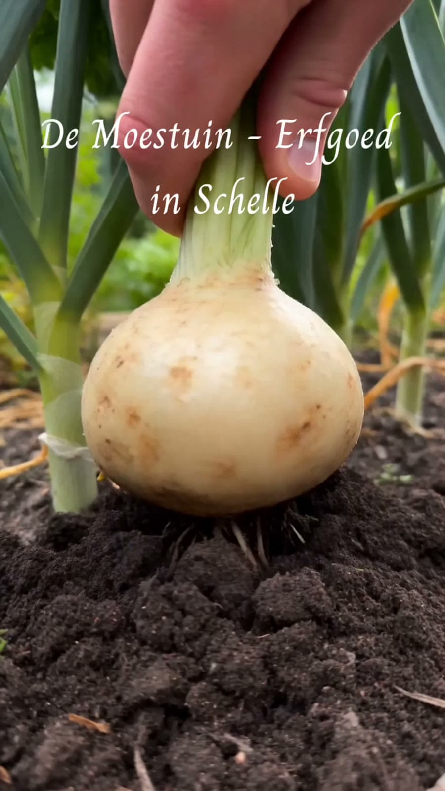 De Moestuin Erfgoed — Moestuin